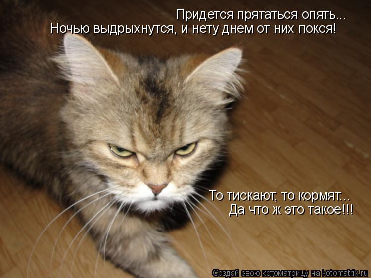 Котоматрица: Придется прятаться опять... Ночью выдрыхнутся, и нету днем от них покоя! То тискают, то кормят... Да что ж это такое!!!