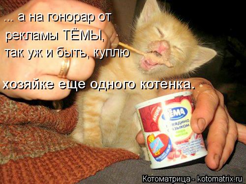 Котоматрица: ... а на гонорар от рекламы ТЁМЫ, так уж и быть, куплю хозяйке еще одного котенка.