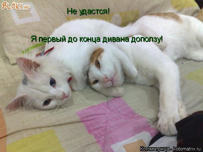 Не удастся! Я первый до конца дивана доползу!... Котоматрица: Не удастся! Я первый до конца дивана доползу!