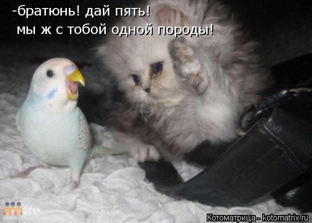 -братюнь! дай пять! мы ж с тобой одной породы! -братюнь! дай пять! мы ж с тобой одной породы! -братюн... Котоматрица: -братюнь! дай пять! мы ж с тобой одной породы! -братюнь! дай пять! мы ж с тобой одной породы! -братюнь! дай пять! мы ж с тобой одной породы! -братю