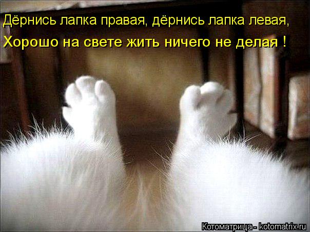 Хорошо на свете жить ничего не делая ! Дёрнись лапка правая, дёрнись лапка левая,... Котоматрица: Хорошо на свете жить ничего не делая ! Дёрнись лапка правая, дёрнись лапка левая,