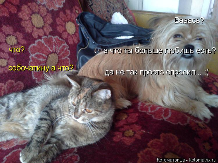 Вааась? что? собочатину а что? да не так просто спросил... :( а что ты больше любишь есть?... Котоматрица: Вааась? что? собочатину а что? да не так просто спросил... :( а что ты больше любишь есть?