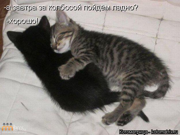 -а завтра за колбосой пойдём ладно? -хорошо!... Котоматрица: -а завтра за колбосой пойдём ладно? -хорошо!