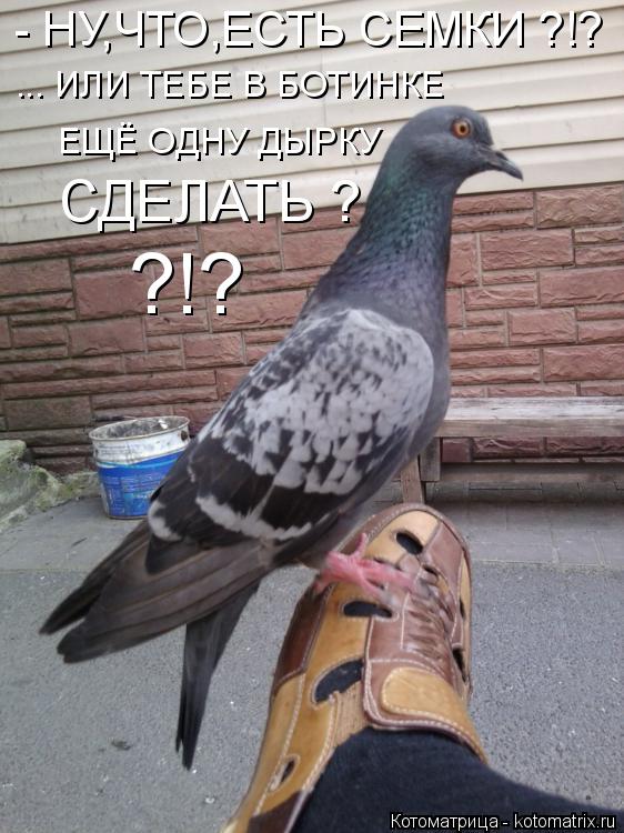 - НУ,ЧТО,ЕСТЬ СЕМКИ ?!? ... ИЛИ ТЕБЕ В БОТИНКЕ ЕЩЁ ОДНУ ДЫРКУ СДЕЛАТЬ ? ?!?... Котоматрица: - НУ,ЧТО,ЕСТЬ СЕМКИ ?!? ... ИЛИ ТЕБЕ В БОТИНКЕ ЕЩЁ ОДНУ ДЫРКУ СДЕЛАТЬ ? ?!?