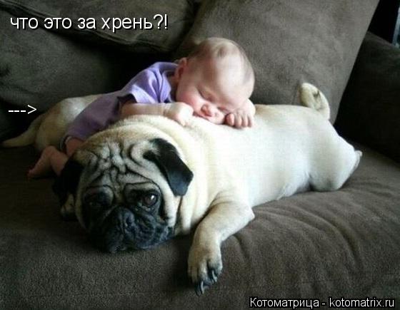 что это за хрень?! --->... Котоматрица: что это за хрень?! --->