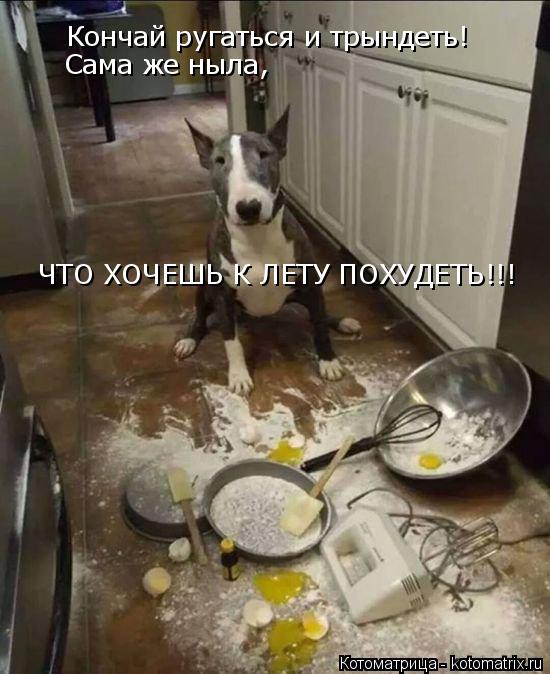 Кончай ругаться и трындеть! Сама же ныла, ЧТО ХОЧЕШЬ К ЛЕТУ ПОХУДЕТЬ!!!... Котоматрица: Кончай ругаться и трындеть! Сама же ныла, ЧТО ХОЧЕШЬ К ЛЕТУ ПОХУДЕТЬ!!!