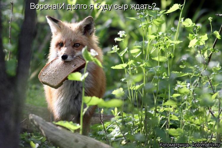 Ворона!И долго я буду сыр ждать?... Котоматрица: Ворона!И долго я буду сыр ждать?