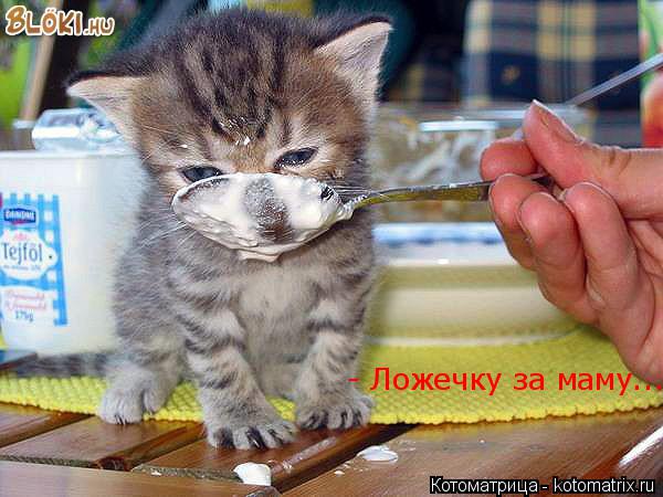 - Ложечку за маму.......... Котоматрица: - Ложечку за маму.......