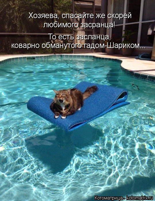 Хозяева, спасайте же скорей любимого засранца! То есть засланца, коварно обманутого гадом-Шариком..... Котоматрица: Хозяева, спасайте же скорей любимого засранца! То есть засланца, коварно обманутого гадом-Шариком...