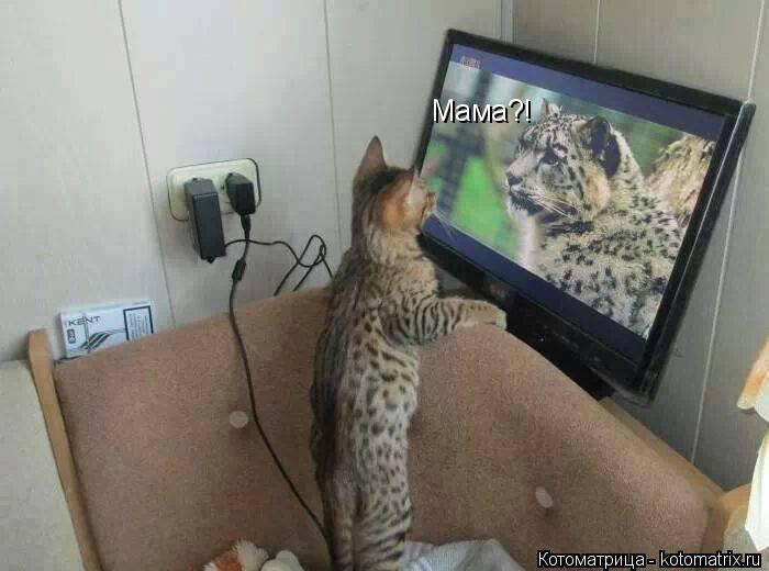 Мама?!... Котоматрица: Мама?!