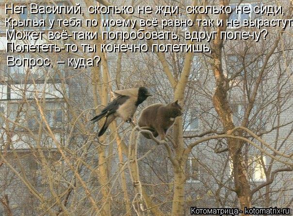 Нет Василий, сколько не жди, сколько не сиди, Крылья у тебя по моему всё равно так и не вырастут. Мож... Котоматрица: Нет Василий, сколько не жди, сколько не сиди, Крылья у тебя по моему всё равно так и не вырастут. Может всё-таки попробовать, вдруг полечу? Пол