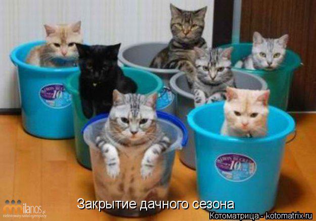 Закрытие дачного сезона... Котоматрица: Закрытие дачного сезона