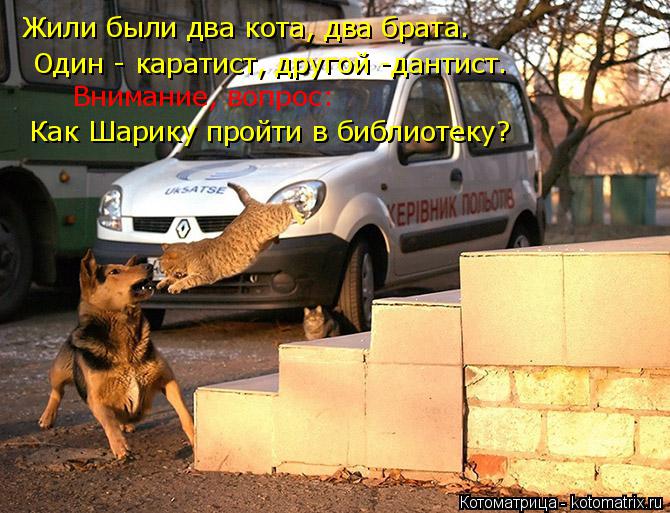 Жили были два кота, два брата. Один - каратист, другой -дантист. Внимание, вопрос: Как Шарику пройти ... Котоматрица: Жили были два кота, два брата. Один - каратист, другой -дантист. Внимание, вопрос: Как Шарику пройти в библиотеку?