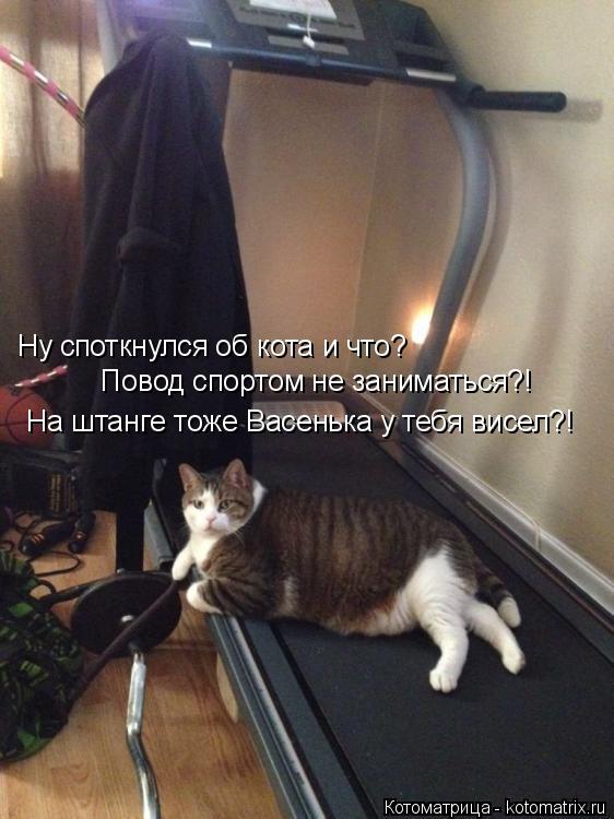 Ну споткнулся об кота и что? Повод спортом не заниматься?! На штанге тоже Васенька у тебя висел?!... Котоматрица: Ну споткнулся об кота и что? Повод спортом не заниматься?! На штанге тоже Васенька у тебя висел?!