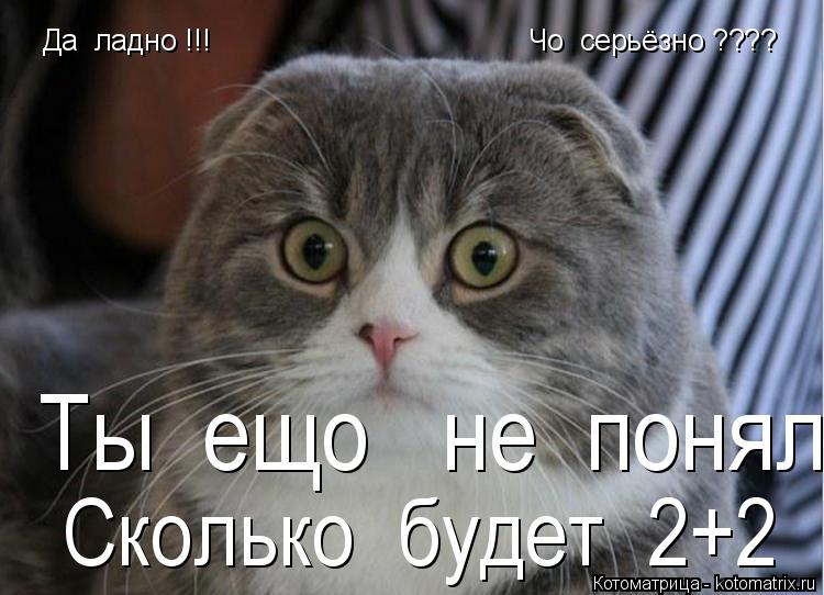 Да ладно !!! Чо серьёзно ???? Ты ещо не понял Сколько будет 2+2... Котоматрица: Да ладно !!! Чо серьёзно ???? Ты ещо не понял Сколько будет 2+2