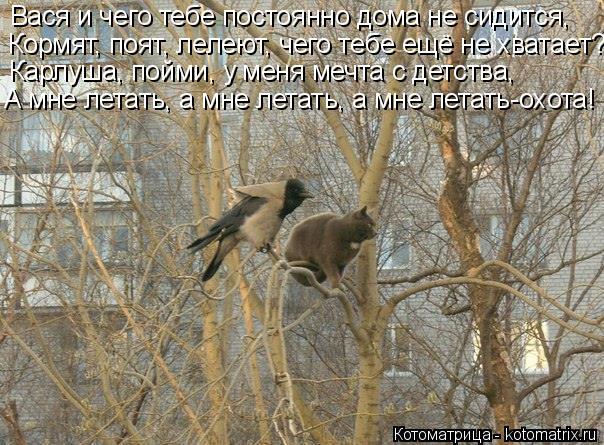 Вася и чего тебе постоянно дома не сидится, Кормят, поят, лелеют, чего тебе ещё не хватает? Карлуша, ... Котоматрица: Вася и чего тебе постоянно дома не сидится, Кормят, поят, лелеют, чего тебе ещё не хватает? Карлуша, пойми, у меня мечта с детства, А мне летать
