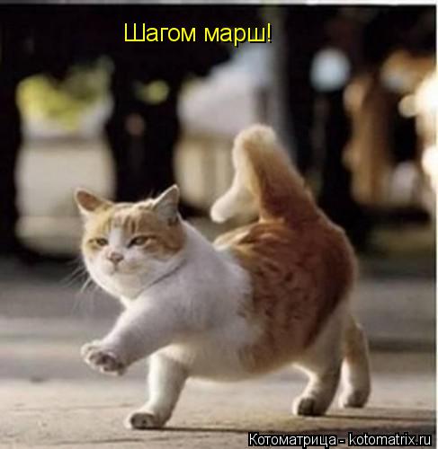 Шагом марш!... Котоматрица: Шагом марш!
