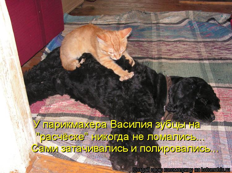 У парикмахера Василия зубцы на "расчёске" никогда не ломались... Сами затачивались и полировались...... Котоматрица: У парикмахера Василия зубцы на "расчёске" никогда не ломались... Сами затачивались и полировались...