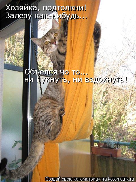 Объелся чо то... ни пукнуть, ни вздохнуть! Хозяйка, подтолкни! Залезу как-нибудь...... Котоматрица: Объелся чо то... ни пукнуть, ни вздохнуть! Хозяйка, подтолкни! Залезу как-нибудь...