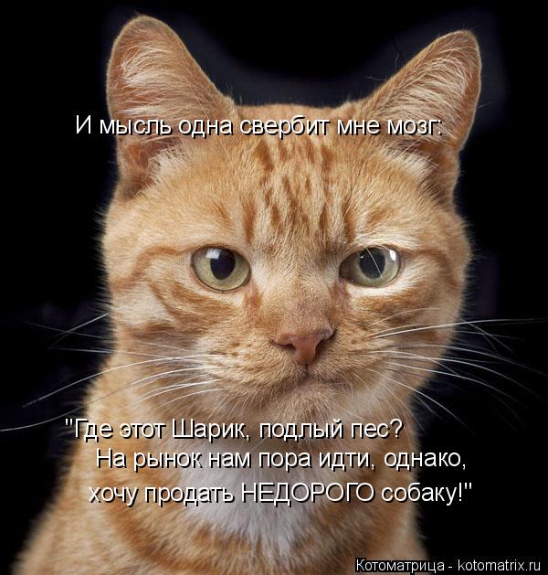 Котоматрица: И мысль одна свербит мне мозг: "Где этот Шарик, подлый пес? На рынок нам пора идти, однако, хочу продать НЕДОРОГО собаку!"