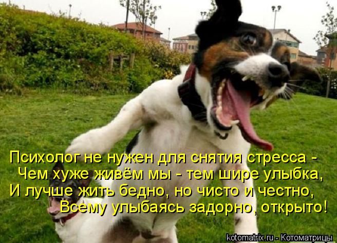 Психолог не нужен для снятия стресса - Чем хуже живём мы - тем шире улыбка, И лучше жить бедно, но чи... Котоматрица: Психолог не нужен для снятия стресса - Чем хуже живём мы - тем шире улыбка, И лучше жить бедно, но чисто и честно, Всему улыбаясь задорно, откр