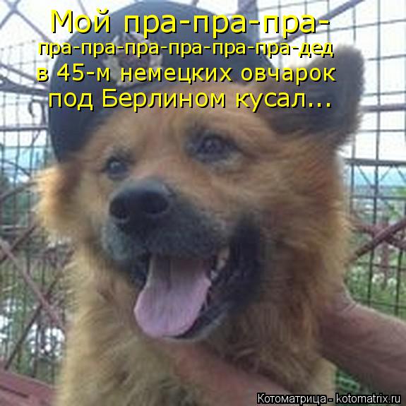 Котоматрица: Мой пра-пра-пра- пра-пра-пра-пра-пра-пра-дед в 45-м немецких овчарок под Берлином кусал...