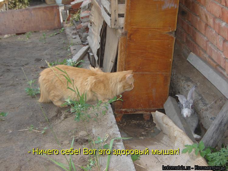 - Ничего себе! Вот это здоровый мышак!... Котоматрица: - Ничего себе! Вот это здоровый мышак!