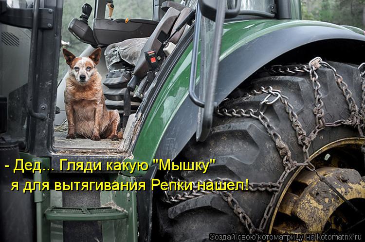 - Дед... Гляди какую "Мышку" я для вытягивания Репки нашел!... Котоматрица: - Дед... Гляди какую "Мышку" я для вытягивания Репки нашел!