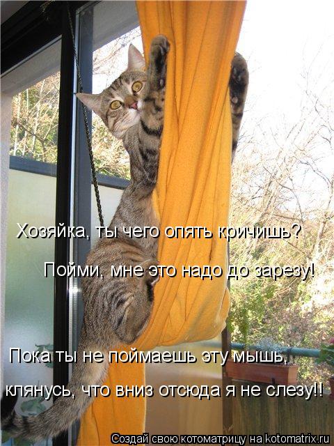 Хозяйка, ты чего опять кричишь? Пойми, мне это надо до зарезу! Пока ты не поймаешь эту мышь, клянусь,... Котоматрица: Хозяйка, ты чего опять кричишь? Пойми, мне это надо до зарезу! Пока ты не поймаешь эту мышь, клянусь, что вниз отсюда я не слезу!!