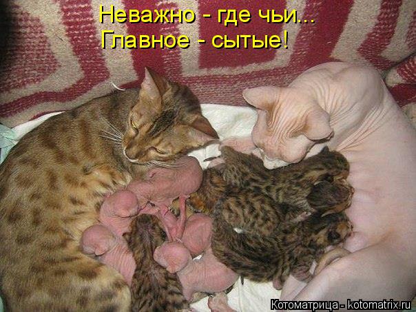 Неважно - где чьи... Главное - сытые!... Котоматрица: Неважно - где чьи... Главное - сытые!