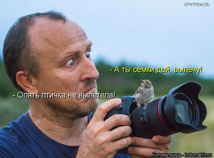 Котоматрица: - Опять птичка не вылетела! - А ты семки дай, вылечу!