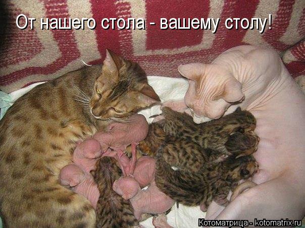 От нашего стола - вашему столу!... Котоматрица: От нашего стола - вашему столу!