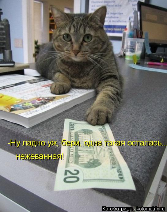 -Ну ладно уж, бери, одна такая осталась... нежеванная!... Котоматрица: -Ну ладно уж, бери, одна такая осталась... нежеванная!