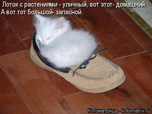 Лоток с растениями - уличный, вот этот- домашний. А вот тот большой- запасной.... Котоматрица: Лоток с растениями - уличный, вот этот- домашний. А вот тот большой- запасной.