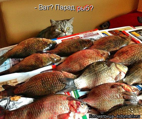 - Ват? Парад рыб? рыб?... Котоматрица: - Ват? Парад рыб? рыб?