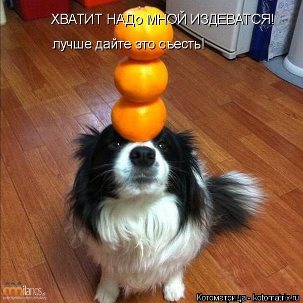 ХВАТИТ НАДо МНОЙ ИЗДЕВАТСЯ! лучше дайте это съесть!... Котоматрица: ХВАТИТ НАДо МНОЙ ИЗДЕВАТСЯ! лучше дайте это съесть!