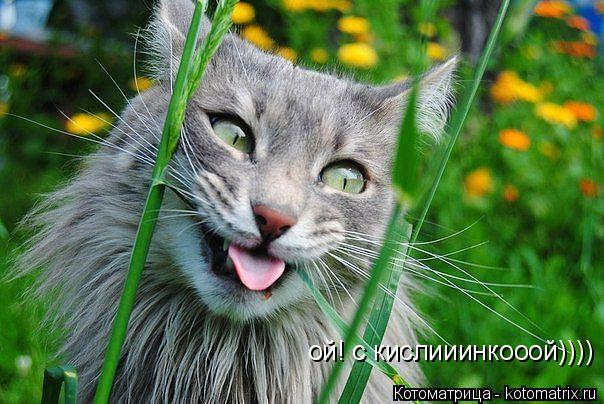 ой! с кислииинкооой))))... Котоматрица: ой! с кислииинкооой))))