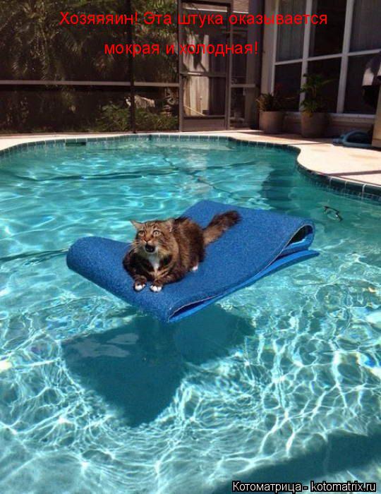 Хозяяяин! Эта штука оказывается мокрая и холодная!... Котоматрица: Хозяяяин! Эта штука оказывается мокрая и холодная!