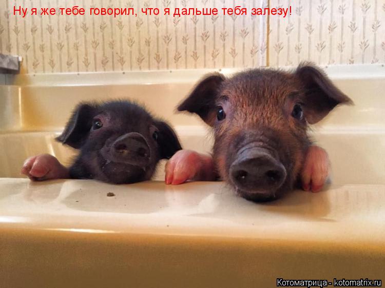 Ну я же тебе говорил, что я дальше тебя залезу!... Котоматрица: Ну я же тебе говорил, что я дальше тебя залезу!