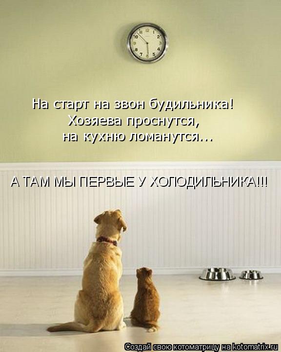 А ТАМ МЫ ПЕРВЫЕ У ХОЛОДИЛЬНИКА!!! На старт на звон будильника! Хозяева проснутся, на кухню ломанутся... Котоматрица: А ТАМ МЫ ПЕРВЫЕ У ХОЛОДИЛЬНИКА!!! На старт на звон будильника! Хозяева проснутся, на кухню ломанутся...