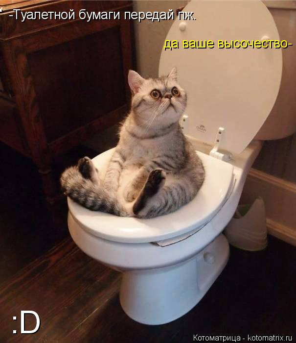 -Туалетной бумаги передай пж. да ваше высочество- :D :D :D... Котоматрица: -Туалетной бумаги передай пж. да ваше высочество- :D :D :D