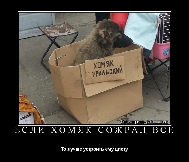 Котоматрица: ЕСЛИ ХОМЯК СОЖРАЛ ВСЁ То лучше устроить ему диету
