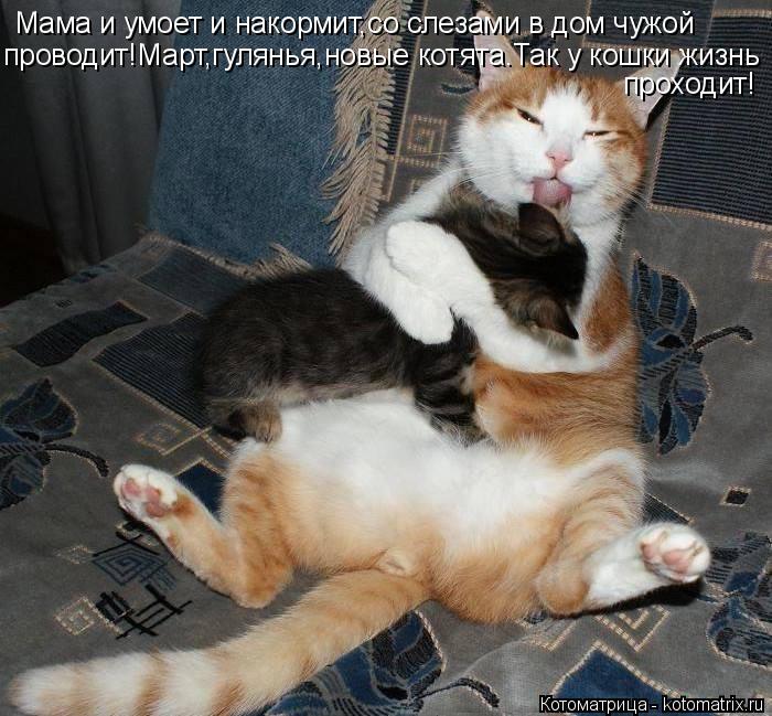 Мама и умоет и накормит,со слезами в дом чужой проводит!Март,гулянья,новые котята.Так у кошки жизнь п... Котоматрица: Мама и умоет и накормит,со слезами в дом чужой проводит!Март,гулянья,новые котята.Так у кошки жизнь проходит!