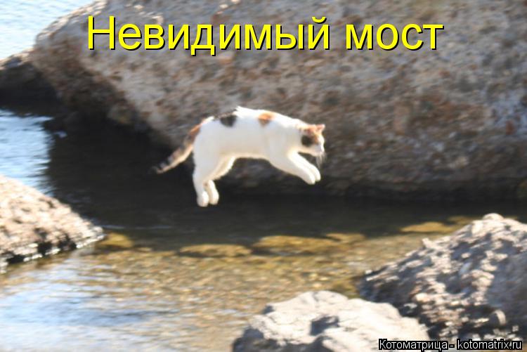 Котоматрица: Невидимый мост