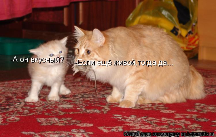 -А он вкусный? -Если ещё живой,тогда да...... Котоматрица: -А он вкусный? -Если ещё живой,тогда да...