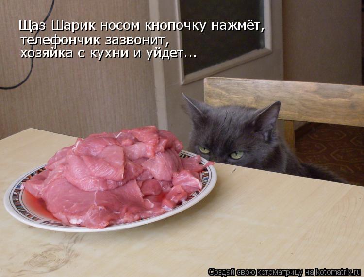 Щаз Шарик носом кнопочку нажмёт, телефончик зазвонит, хозяйка с кухни и уйдет...... Котоматрица: Щаз Шарик носом кнопочку нажмёт, телефончик зазвонит, хозяйка с кухни и уйдет...
