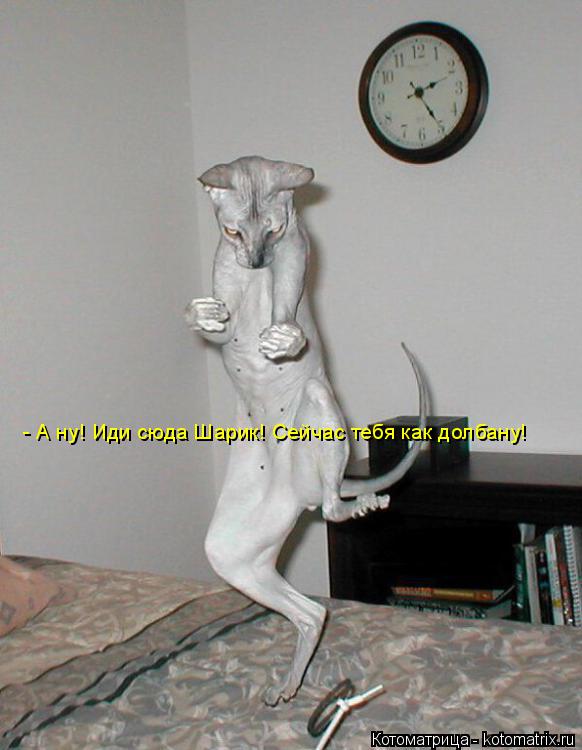 Котоматрица: - А ну! Иди сюда Шарик! Сейчас тебя как долбану!