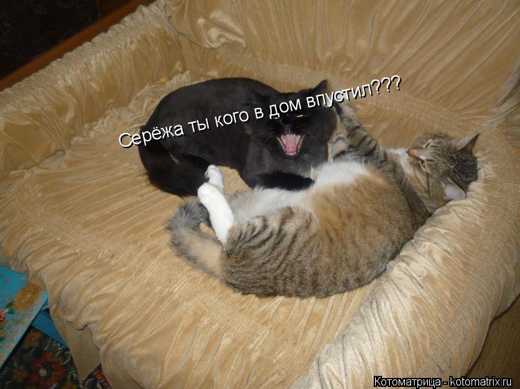 Котоматрица: Серёжа ты кого в дом впустил???