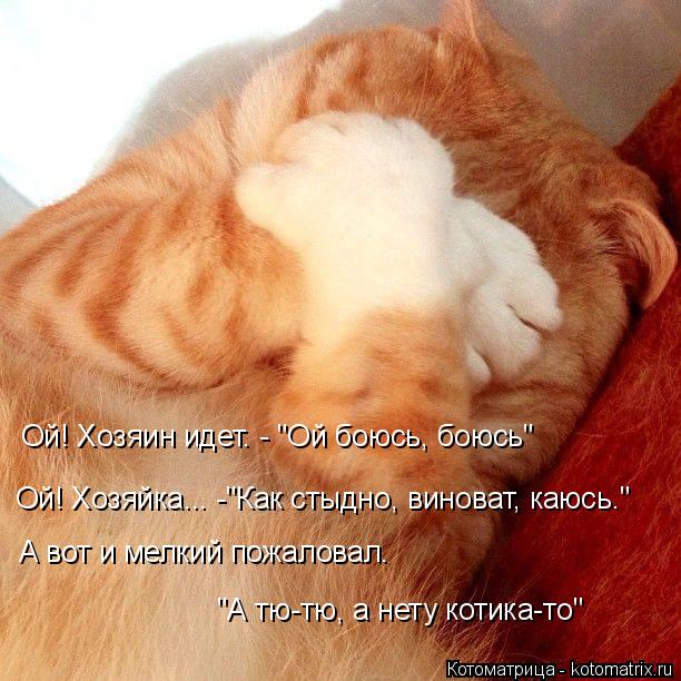 Ой! Хозяин идет. - "Ой боюсь, боюсь" Ой! Хозяйка... -"Как стыдно, виноват, каюсь." А вот и мелкий пож... Котоматрица: Ой! Хозяин идет. - "Ой боюсь, боюсь" Ой! Хозяйка... -"Как стыдно, виноват, каюсь." А вот и мелкий пожаловал. "А тю-тю, а нету котика-то"