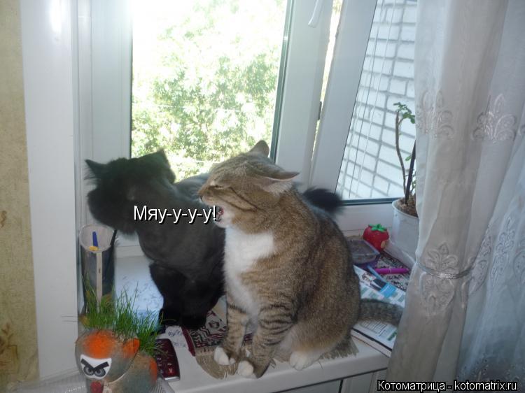 Котоматрица: Мяу-у-у-у!